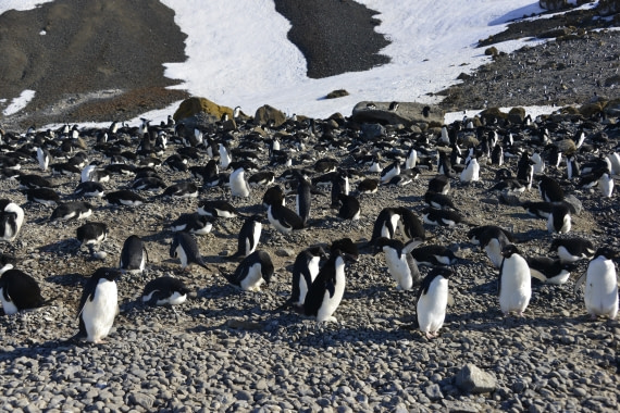 OTL22-25, Day 5, 15Nov2025-Gary Miller-Brown Bluff.JPG © Gary Miller - Oceanwide Expeditions.JPG