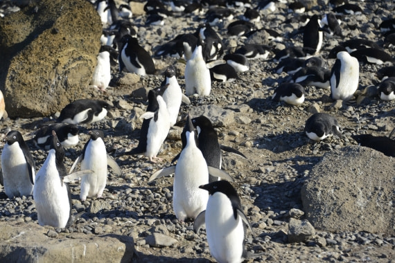 OTL22-25, Day 5, 20251115-Adelies at Brown Bluff2.JPG © Gary Miller - Oceanwide Expeditions.JPG