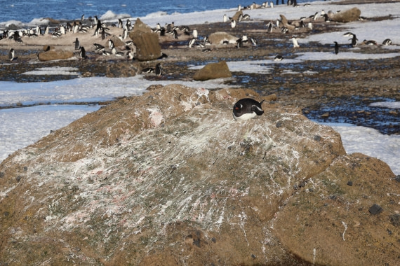 OTL22-25, Day 5, IMG_5475.JPG © Beth Hitchcock - Oceanwide Expeditions.JPG