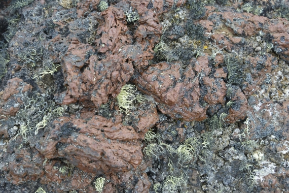 OTL22-25, Day 6, 16Nov2025-Gary Miller-Cape Green-Lichen and red rock.JPG © Gary Miller - Oceanwide Expeditions.JPG