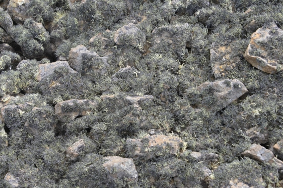 OTL22-25, Day 6, 16Nov2025-Gary Miller-Cape Green-Lichen.JPG © Gary Miller - Oceanwide Expeditions.JPG