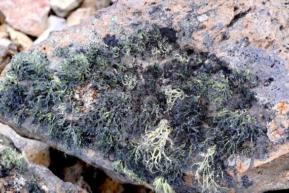 OTL22-25, Day 6, IMG_5493.JPG © Beth Hitchcock - Oceanwide Expeditions.JPG