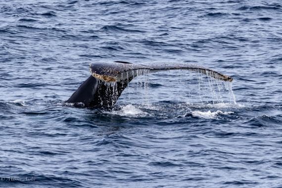 OTL22-25, Day 7, 0Q9A4811.jpg © Martin Anstee - Oceanwide Expeditions.jpg