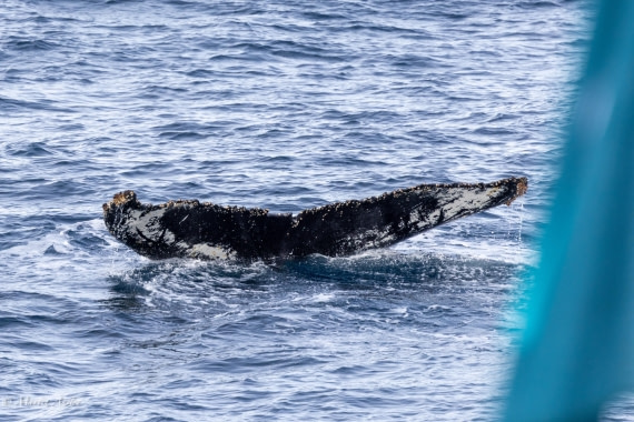 OTL22-25, Day 7, 0Q9A4819.jpg © Martin Anstee - Oceanwide Expeditions.jpg