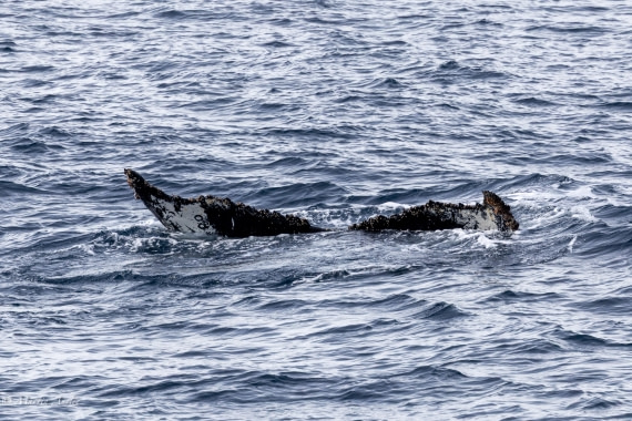 OTL22-25, Day 7, 0Q9A4827.jpg © Martin Anstee - Oceanwide Expeditions.jpg