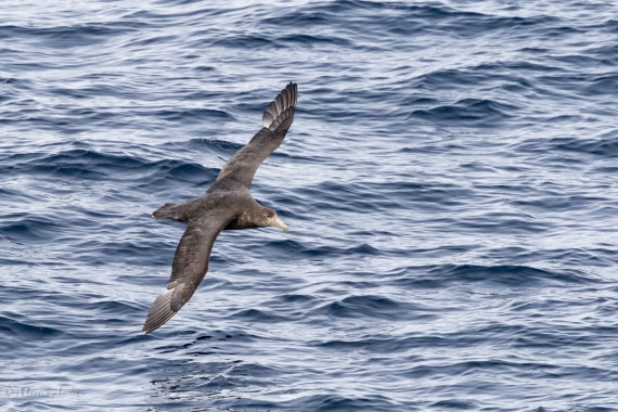 OTL22-25, Day 7, 0Q9A4829.jpg © Martin Anstee - Oceanwide Expeditions.jpg