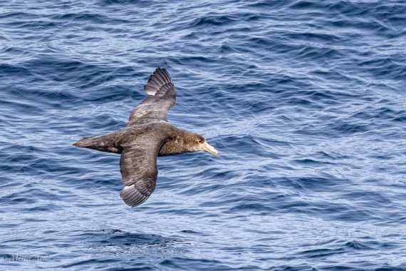 OTL22-25, Day 7, 0Q9A4831.jpg © Martin Anstee - Oceanwide Expeditions.jpg