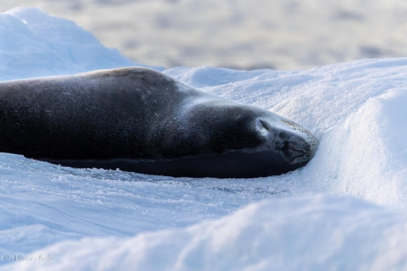 OTL22-25, Day 7, 0Q9A4903.jpg © Martin Anstee - Oceanwide Expeditions.jpg