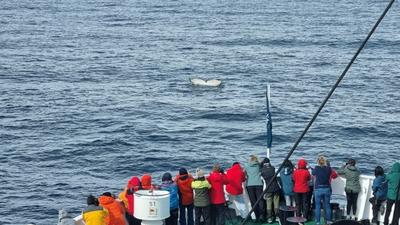 OTL22-25, Day 7, 17Nov2025-Gary Miller-Humpback whale tail off bow.jpg © Gary Miller - Oceanwide Expeditions.jpg