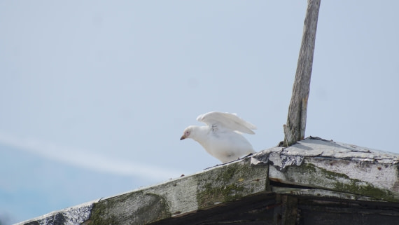 OTL22-25, Day 7, DSC00312.JPG © Jess Owen - Oceanwide Expeditions.JPG