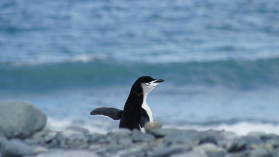 OTL22-25, Day 8, DSC00372.JPG © Jess Owen - Oceanwide Expeditions.JPG