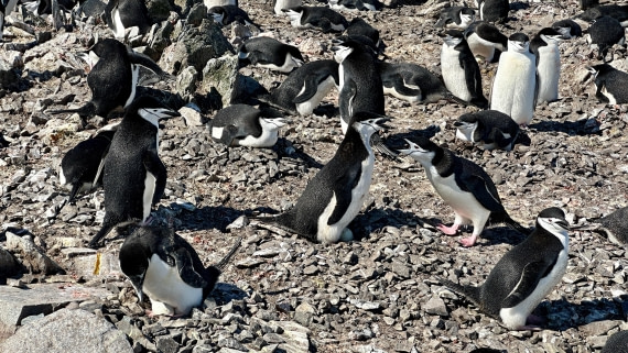 OTL22-25, Day 8, IMG_7045.jpeg © Allan White - Oceanwide Expeditions.jpeg