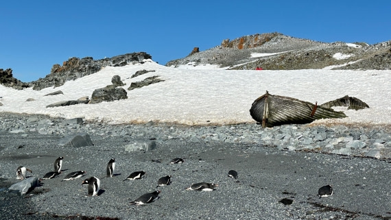 OTL22-25, Day 8, IMG_7063.jpeg © Allan White - Oceanwide Expeditions.jpeg