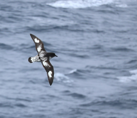 OTL22-25, Day 9, IMG_4354.JPG © Beth Hitchcock - Oceanwide Expeditions.JPG