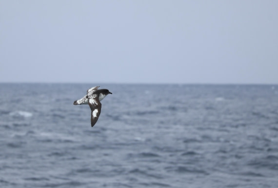 OTL22-25, Day 9, IMG_4355.JPG © Beth Hitchcock - Oceanwide Expeditions.JPG