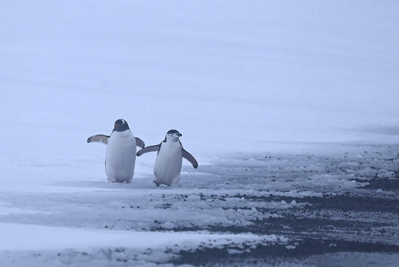 OTL23-25, Day 3, Picture10.jpg © Unknown photographer - Oceanwide Expeditions.jpg