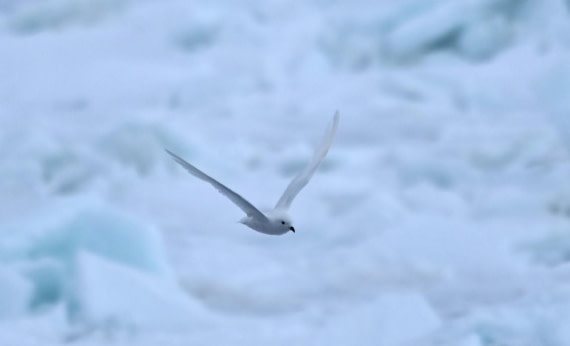 OTL23-25, Day 6, Picture21.jpg © Unknown photographer - Oceanwide Expeditions.jpg