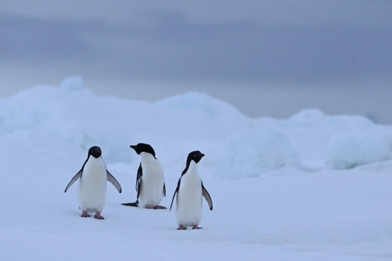 OTL23-25, Day 6, Picture25.jpg © Unknown photographer - Oceanwide Expeditions.jpg