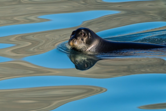 Bearded seal