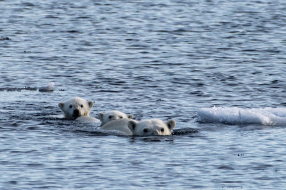 Mom with two cubs