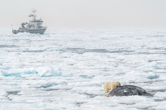 Giants and little ones