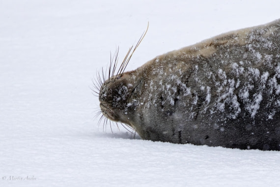HDS23-25, Day 4, 0Q9A6175 © Martin Anstee - Oceanwide Expeditions.jpg