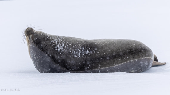 HDS23-25, Day 4, 0Q9A6222 © Martin Anstee - Oceanwide Expeditions.jpg