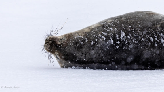 HDS23-25, Day 4, 0Q9A6224 © Martin Anstee - Oceanwide Expeditions.jpg