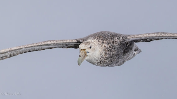 HDS23-25, Day 4, 0Q9A6227 © Martin Anstee - Oceanwide Expeditions.jpg