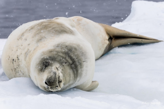 HDS23-25, Day 4, 5D5A9693 © Koen Jongerling - Oceanwide Expeditions.jpg