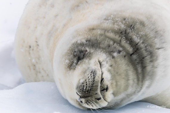 HDS23-25, Day 4, 5D5A9695 © Koen Jongerling - Oceanwide Expeditions.jpg