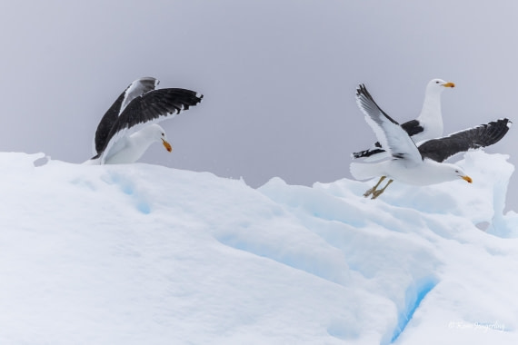 HDS23-25, Day 4, 5D5A9711 © Koen Jongerling - Oceanwide Expeditions.jpg