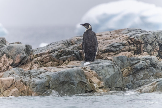 HDS23-25, Day 4, 5D5A9717 © Koen Jongerling - Oceanwide Expeditions.jpg