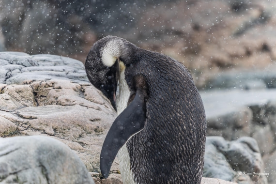 HDS23-25, Day 4, 5D5A9743 © Koen Jongerling - Oceanwide Expeditions.jpg