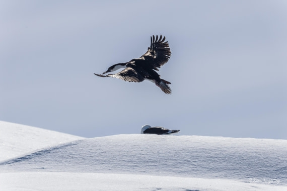 HDS23-25, Day 4, 5D5A9786 © Koen Jongerling - Oceanwide Expeditions.jpg
