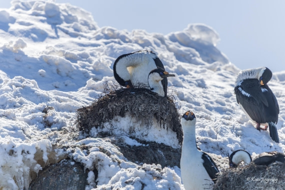 HDS23-25, Day 4, 5D5A9789 © Koen Jongerling - Oceanwide Expeditions.jpg