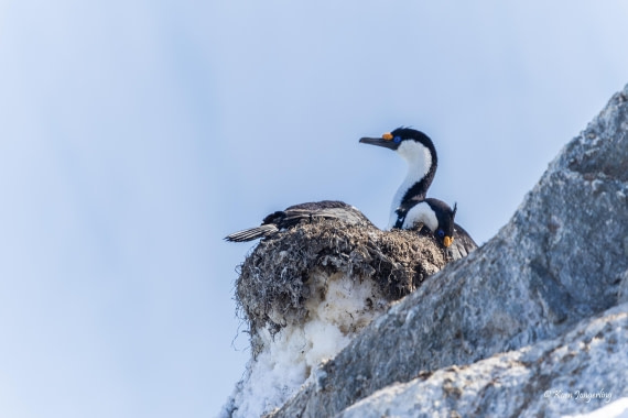 HDS23-25, Day 4, 5D5A9792 © Koen Jongerling - Oceanwide Expeditions.jpg