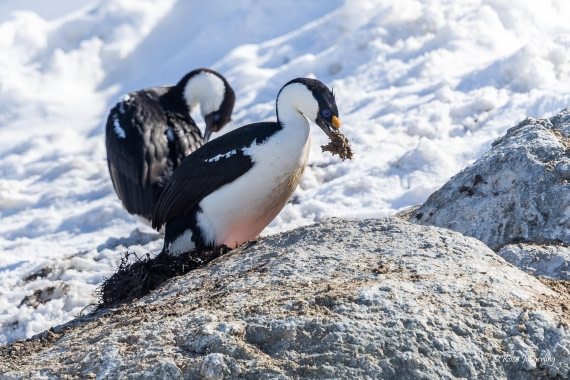 HDS23-25, Day 4, 5D5A9794 © Koen Jongerling - Oceanwide Expeditions.jpg