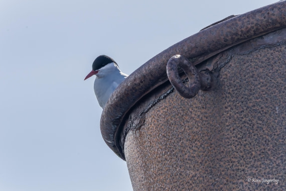 HDS23-25, Day 4, 5D5A9807 © Koen Jongerling - Oceanwide Expeditions.jpg