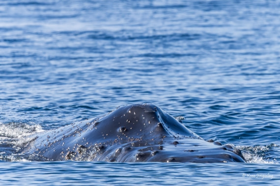 HDS23-25, Day 4, 5D5A9832 © Koen Jongerling - Oceanwide Expeditions.jpg