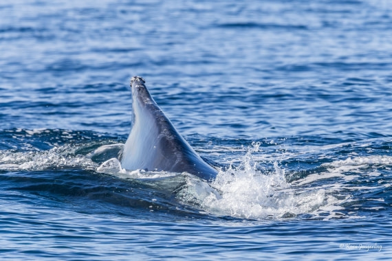 HDS23-25, Day 4, 5D5A9835 © Koen Jongerling - Oceanwide Expeditions.jpg