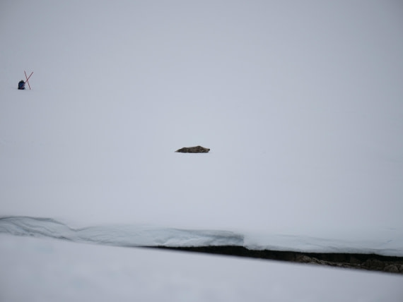 HDS23-25, Day 4, P1022777 © Unknown photographer - Oceanwide Expeditions.JPG