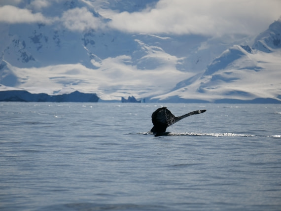 HDS23-25, Day 4, P1022844 © Unknown photographer - Oceanwide Expeditions.JPG