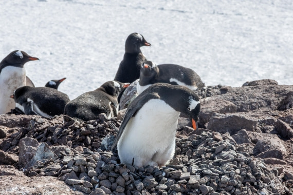 HDS23-25, Day 5, 5D5A9895 © Koen Jongerling - Oceanwide Expeditions.jpg
