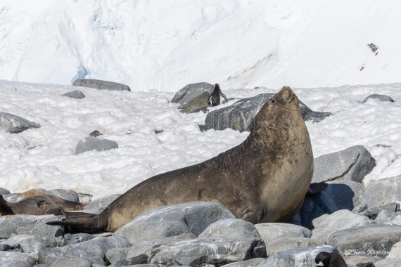 HDS23-25, Day 5, 5D5A9914 © Koen Jongerling - Oceanwide Expeditions.jpg