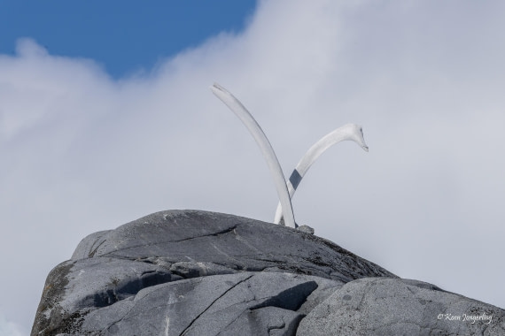 HDS23-25, Day 5, 5D5A9924 © Koen Jongerling - Oceanwide Expeditions.jpg