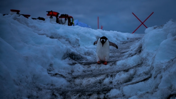 HDS23-25, Day 5, RAS_0235 © Alexander Romanovskiy - Oceanwide Expeditions.jpg