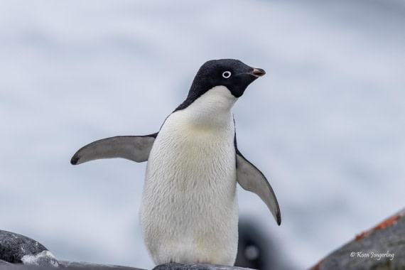 HDS23-25, Day 6, 5D5A9935 © Koen Jongerling - Oceanwide Expeditions.jpg