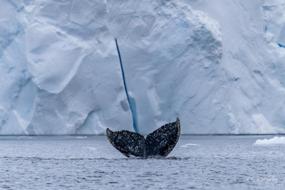 HDS23-25, Day 6, 5D5A9965 © Koen Jongerling - Oceanwide Expeditions.jpg