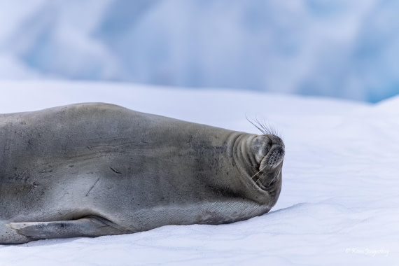 HDS23-25, Day 6, 5D5A9998 © Koen Jongerling - Oceanwide Expeditions.jpg